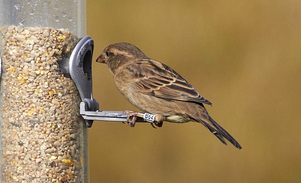 Colour-ringed House Sparrow