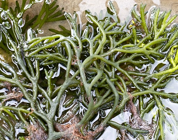 unidentified seaweed