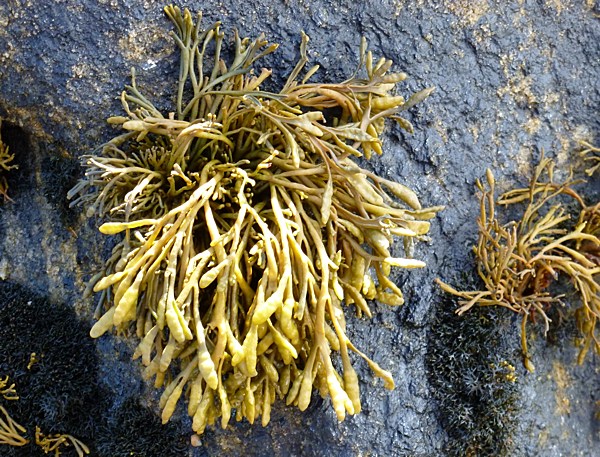 Channelled Wrack - Pelvetia canaliculata