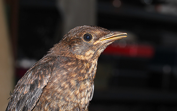 Blackbird, South Uist, Outer Hebrides