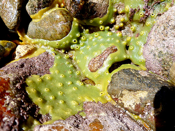 Breadcrumb Sponge Halichondria panicea