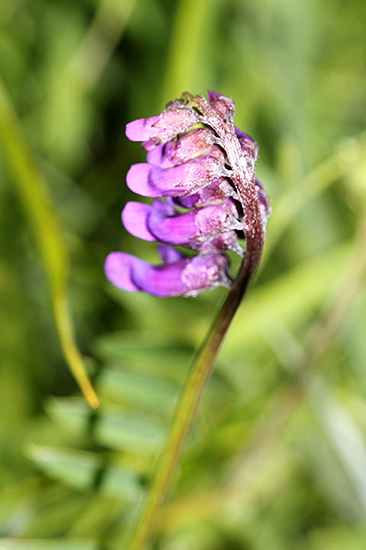 common vetch, south uist