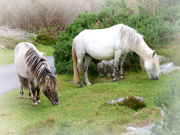 Eriskay ponies