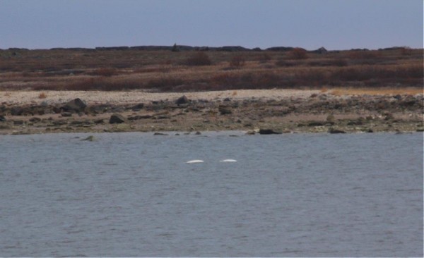 Beluga Whales, Churchill River