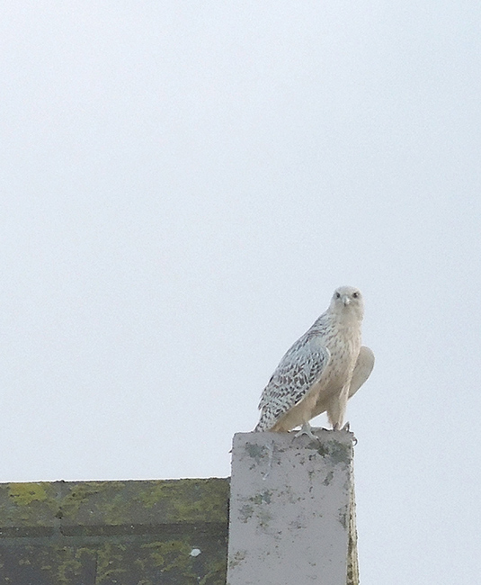 Gyrfalcon, South Uist, Outer Hebrides
