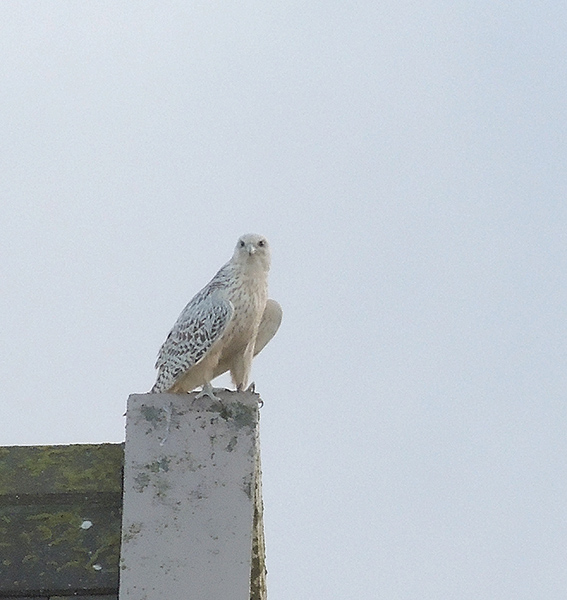 Gyrfalcon, South Uist, Outer Hebrides