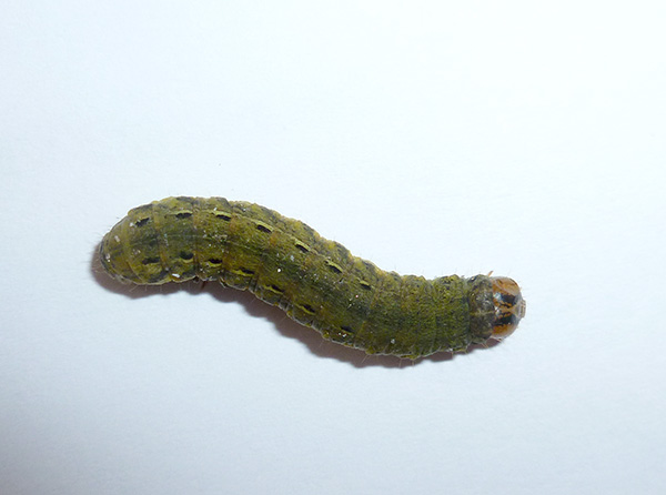 Large Yellow Underwing larva