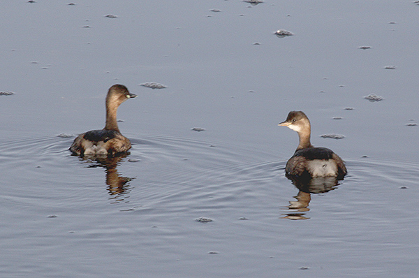 Two of the four Little Grebe's around this morning