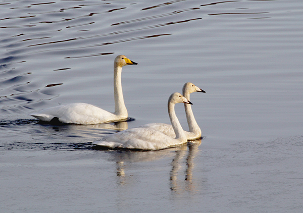 Whooper Swan, South Uist, Outer Hebrides