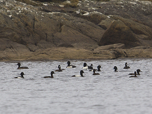 Spot the Scaup in amongst the Tufties...